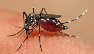 Mosquito: Aedes Aegypti, Yellow Fever, Dengue